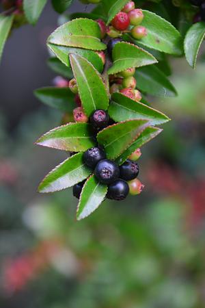 Native Evergreen Huckleberry