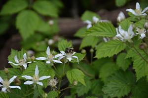 Native Bumble Bee On Native Blackberry