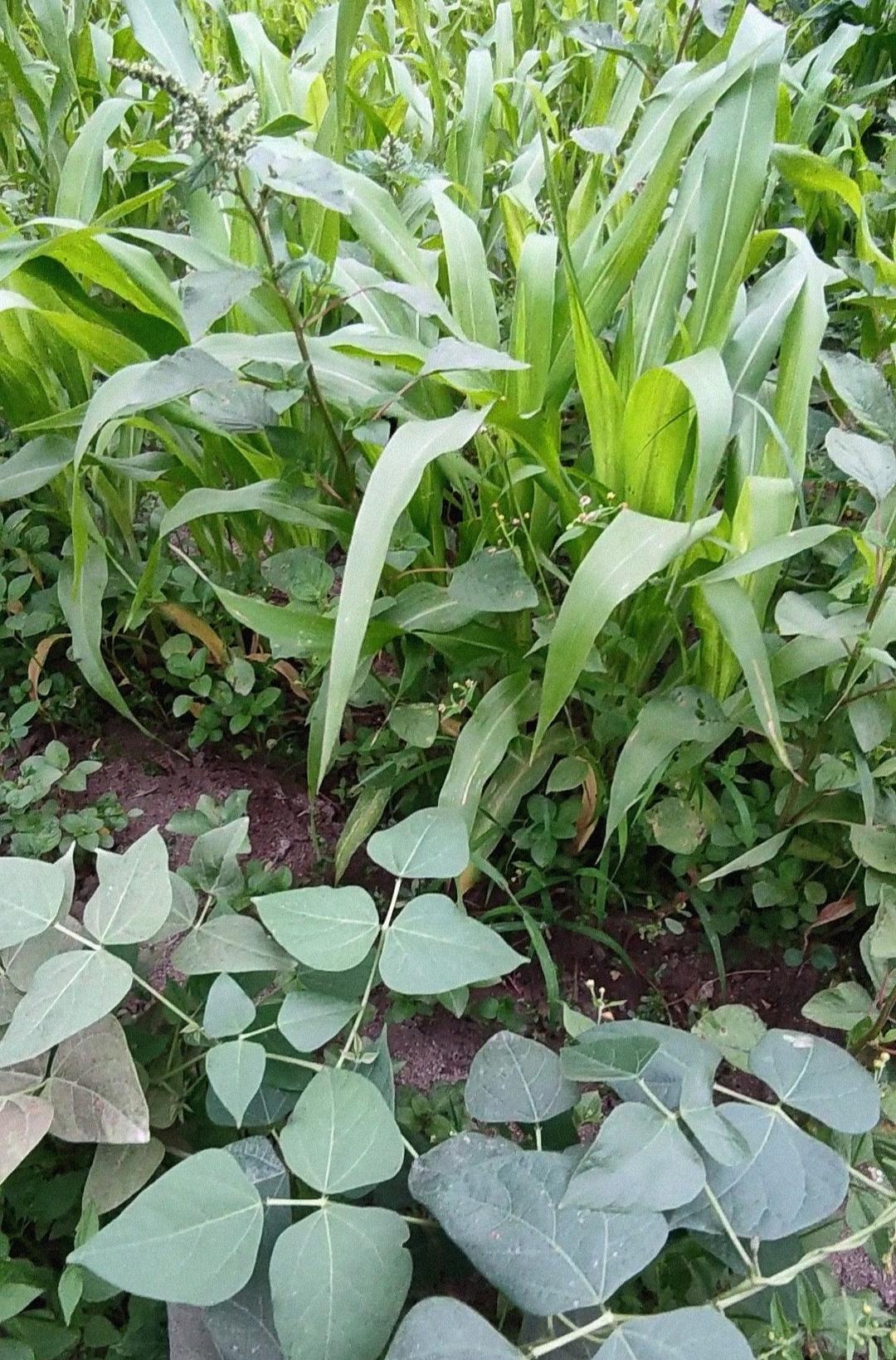 crop association