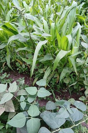 crop association