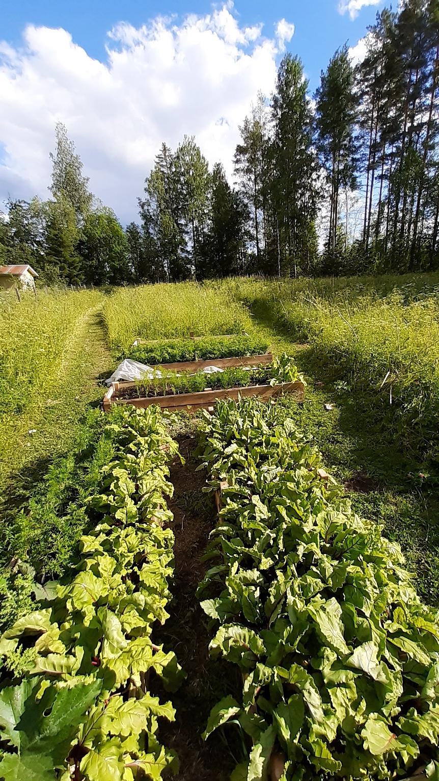Permanent raised beds