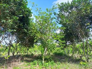 Cemi - Centro de Estudos em Manejo e Sistemas Florestais Integrados