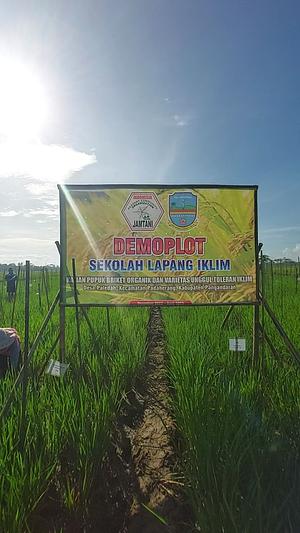 Our activity in the field, to apply an organic briquettes fertilizer.