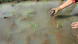 apply an organic briquettes fertilizer.