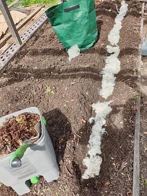 Sheep wool or sheep wool pellets
