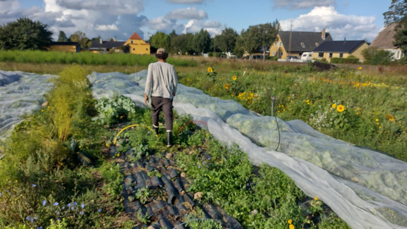 Community Supported Agriculture
