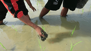 apply an organic briquettes fertilizer at flood prone areas