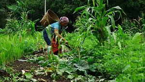 agroforestry practices