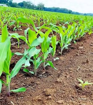 Plantation des maïs enfin de lutter contre la faim en RDC.