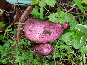 First Sweet Potato Harvest Last Year.
