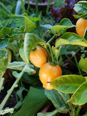 Pimenta De Cheiro (Adjuma). As A Good Son Of Bahia I Love It!