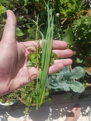 Chives, Basil And Rosemary From The Garden