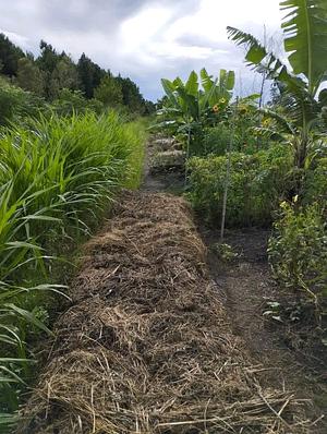 our composts produced every week thanks to our living hedges