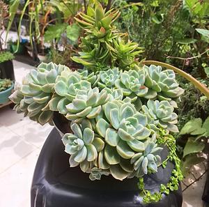Cris and Celo Garden