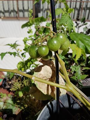 Cherry Tomato