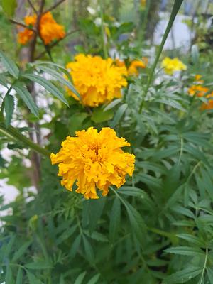 Our Tagetes. It Is A Great Natural Insect Repellent.