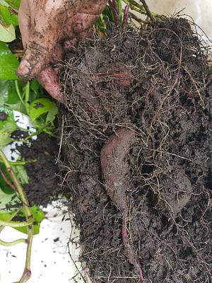 Living Soil