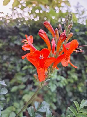 Tecoma capensis