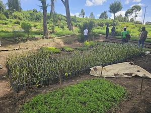 Agroforestry, tree planting, food forest, medicinal herb garden