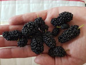 Last Mulberry Harvest