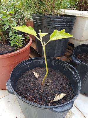 Eggplant Seedling