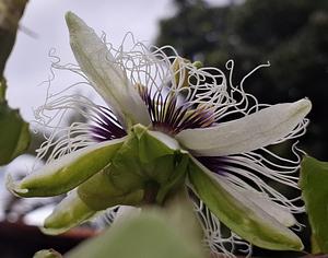 Passion fruit flower in mt garden