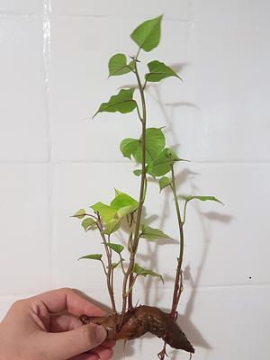 Sweet Potato Seedling