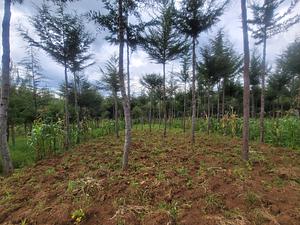 Agroforestry