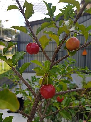 First Harvest Of Acerola (Malpighia Emarginata) Of The Year