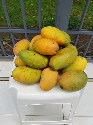First Mango Harvest Of 2022