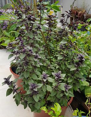 My Beloved Basil