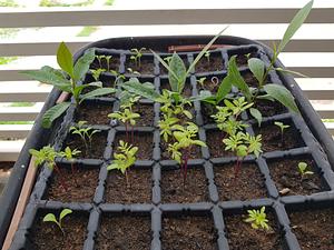 Cashew Seedlings