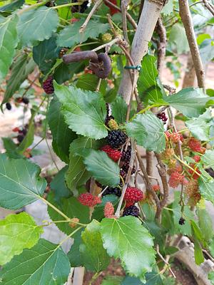 My Mulberries
