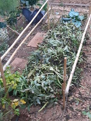 Mulching