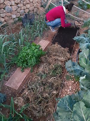 Mulching de avena (de abono verde anterior)