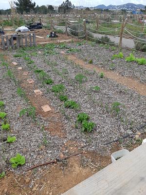 Mulching de Posidonia Oceanica