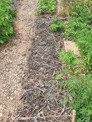 Mulching de habas secas