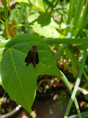 Living Garden