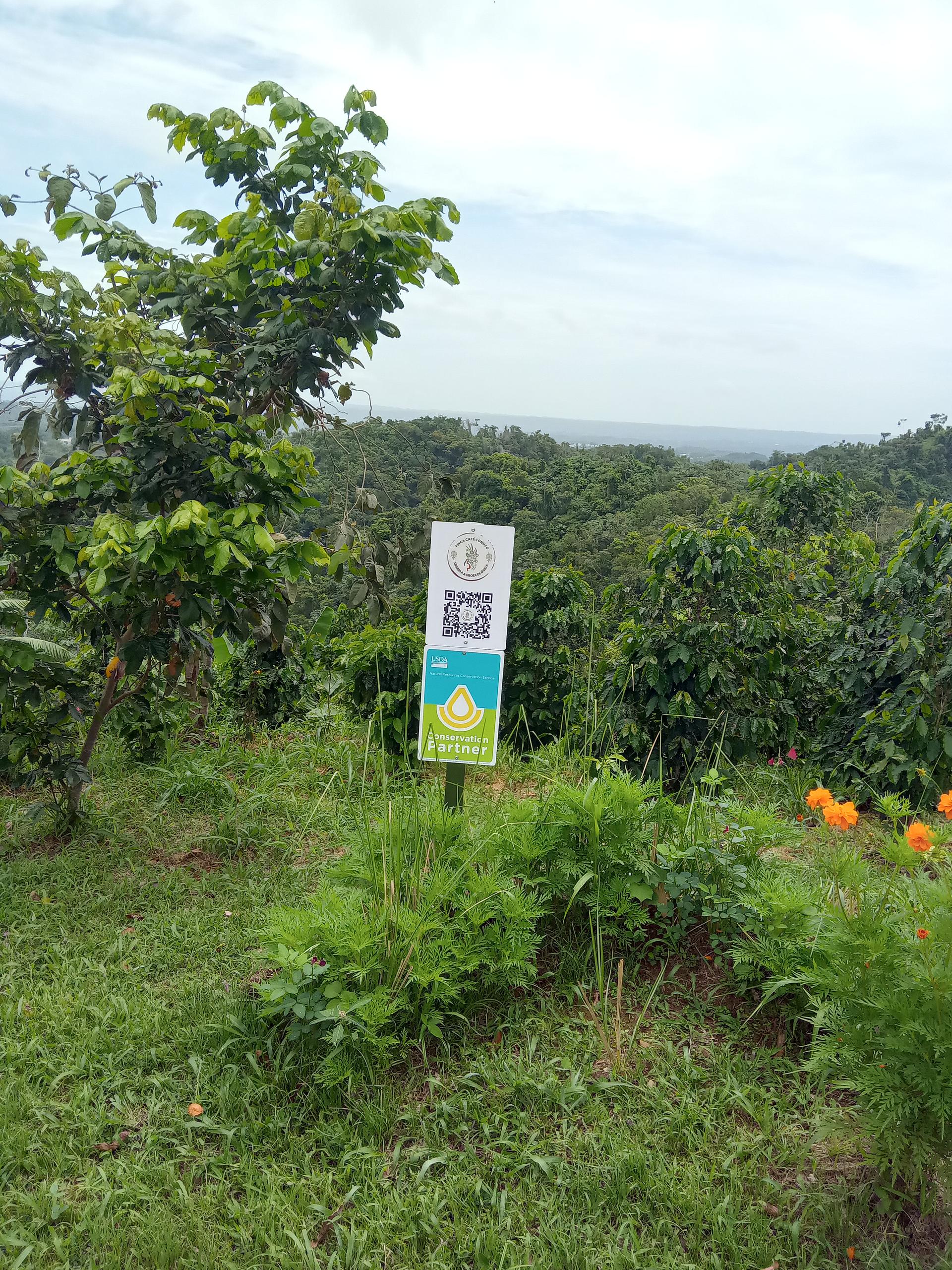 Finca cafe conuco siembra agroecologica