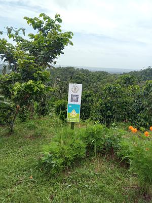 Finca cafe conuco siembra agroecologica