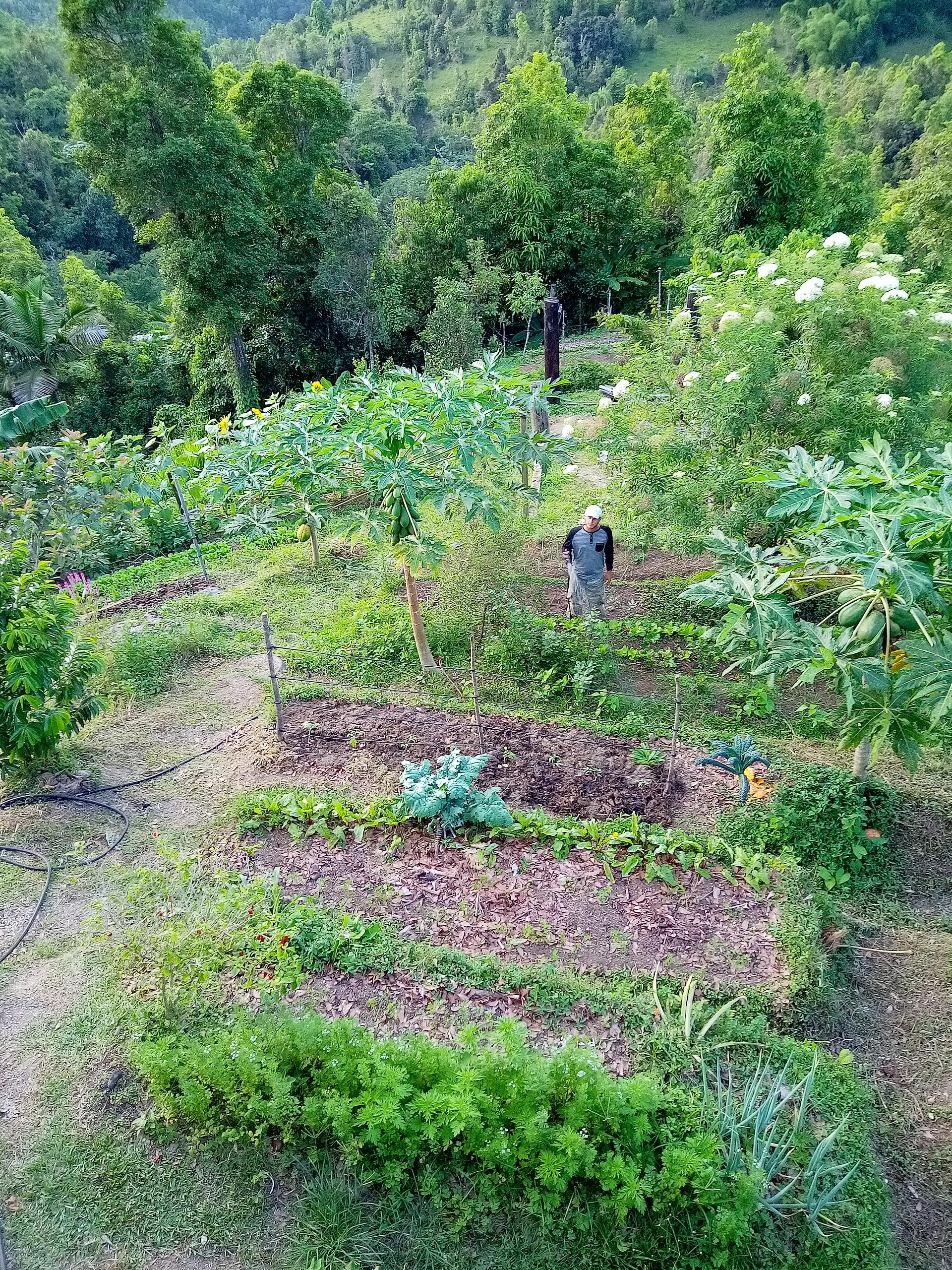 Huerto Escaleras