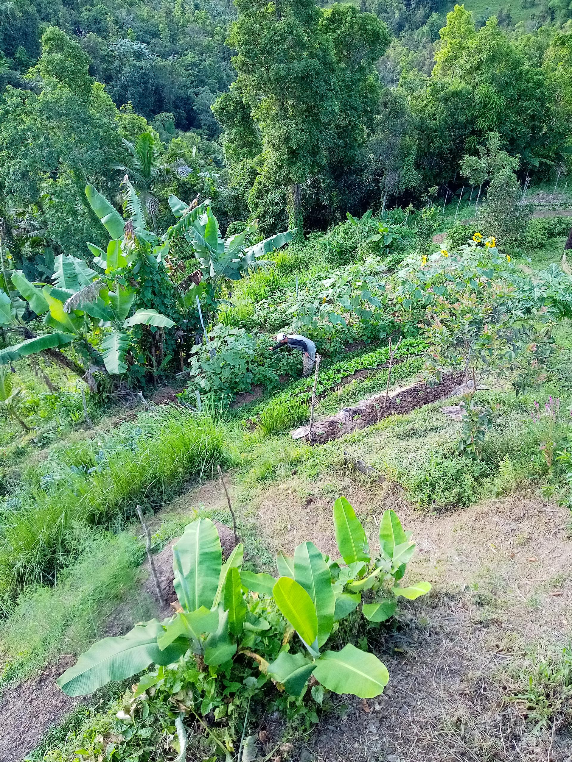 Producción de vegetales