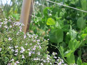 Horts Ecosocials de Can Tomeu