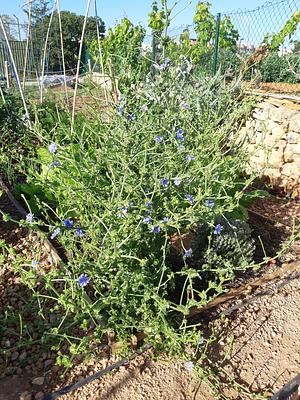 Escarola (Cichorium) florecida como planta auxiliar.
