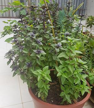 Bay Leaf With Basil