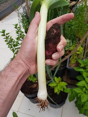 Harvesting Leeks And Sweet Potatoes
