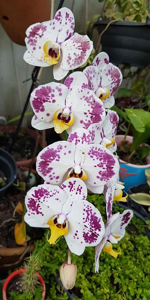A Little Beauty