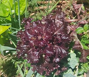 Lettuce. Almost Ready To Harvest.
