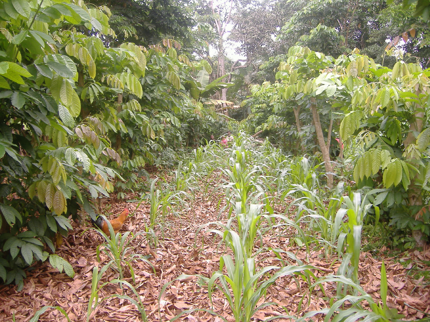 Inga Alley cropping
