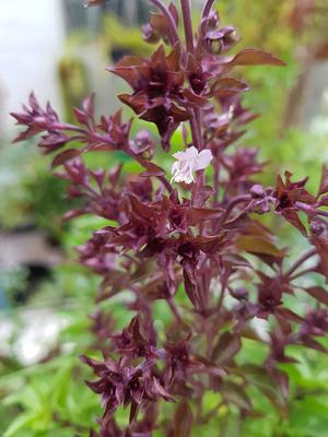 Basil Flower